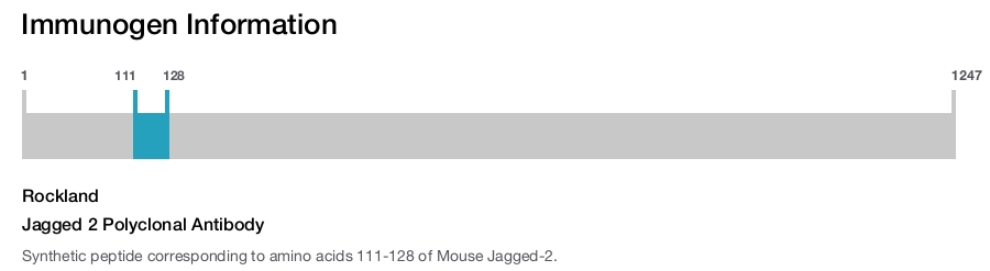 Jagged 2 Polyclonal Antibody