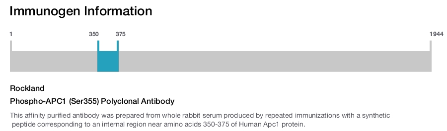 Phospho-APC1 (Ser355) Polyclonal Antibody