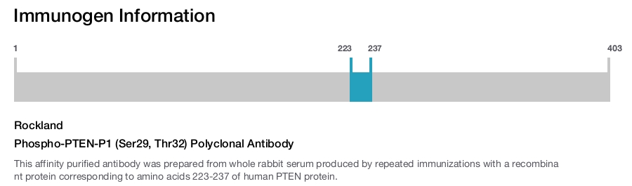 Phospho-PTEN-P1 (Ser29, Thr32) Polyclonal Antibody