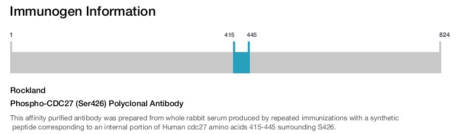 Phospho-CDC27 (Ser426) Polyclonal Antibody