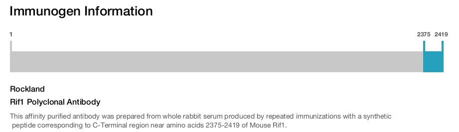 Rif1 Polyclonal Antibody