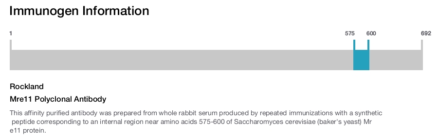 Mre11 Polyclonal Antibody