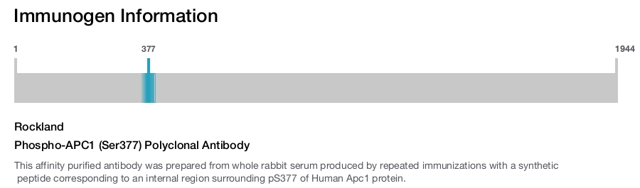 Phospho-APC1 (Ser377) Polyclonal Antibody