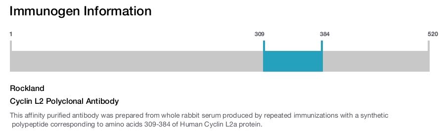 Cyclin L2 Polyclonal Antibody