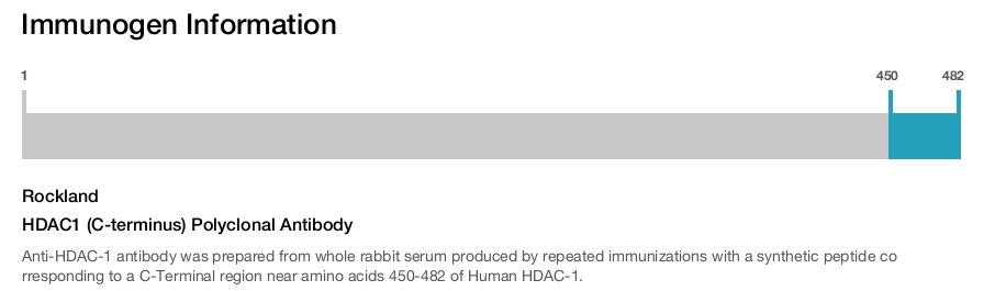 HDAC1 (C-terminus) Polyclonal Antibody