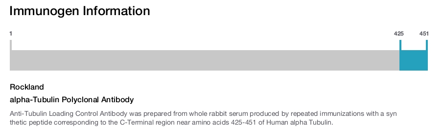 alpha-Tubulin Polyclonal Antibody
