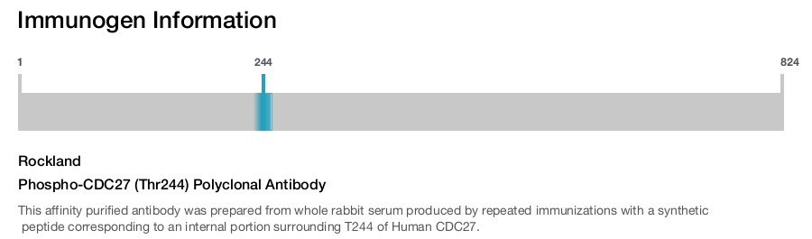 Phospho-CDC27 (Thr244) Polyclonal Antibody