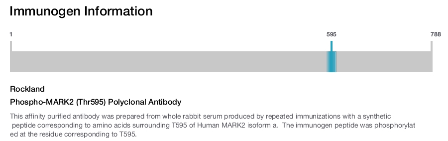 Phospho-MARK2 (Thr595) Polyclonal Antibody