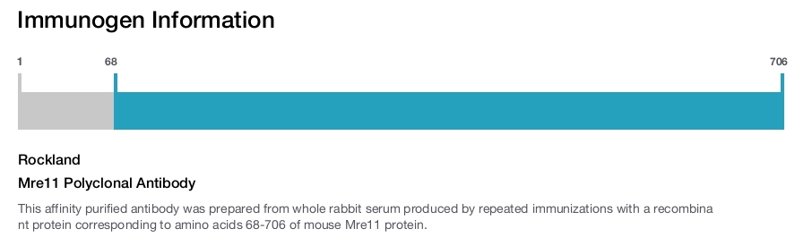 Mre11 Polyclonal Antibody