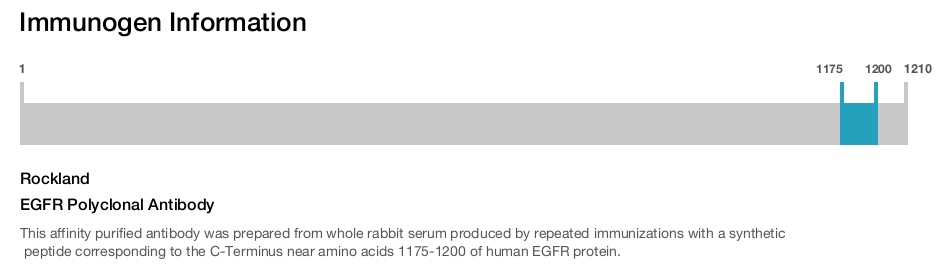EGFR Polyclonal Antibody