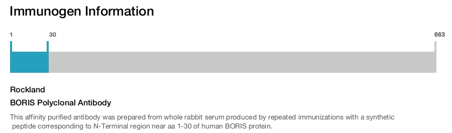 BORIS Polyclonal Antibody