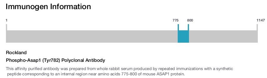 Phospho-Asap1 (Tyr782) Polyclonal Antibody