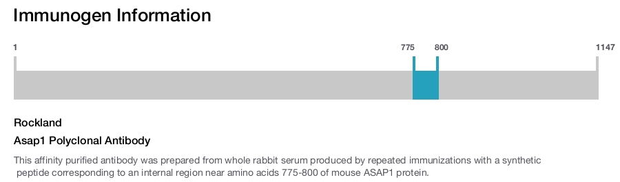 Asap1 Polyclonal Antibody
