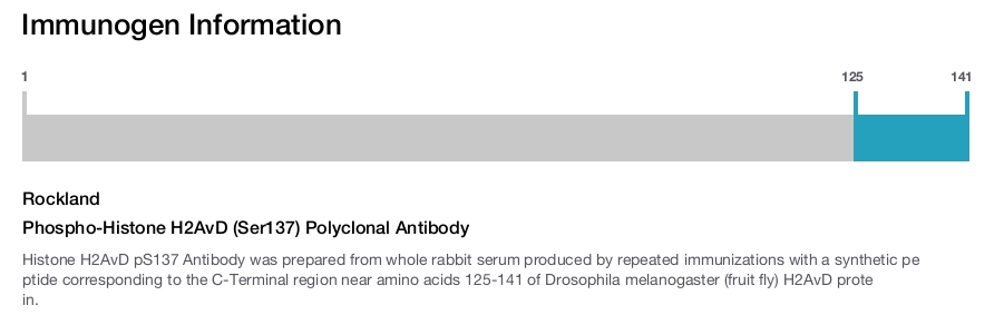Phospho-Histone H2AvD (Ser137) Polyclonal Antibody
