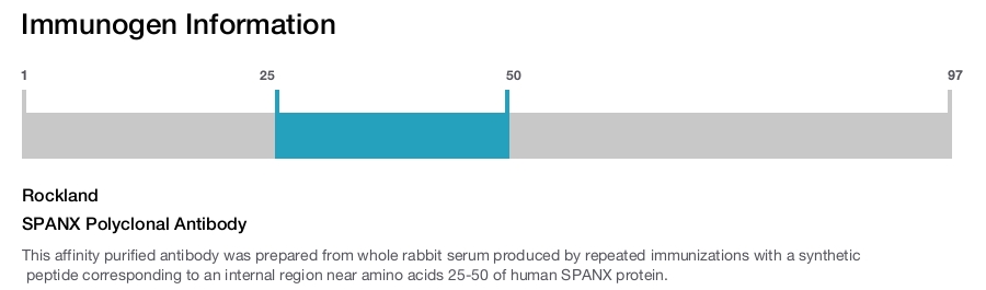 SPANX Polyclonal Antibody