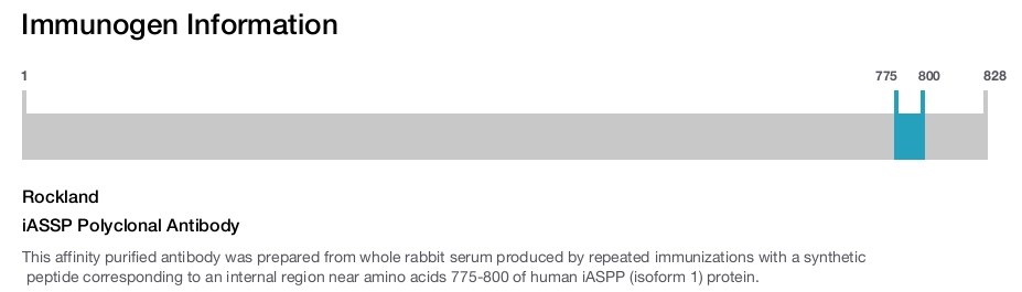 iASSP Polyclonal Antibody