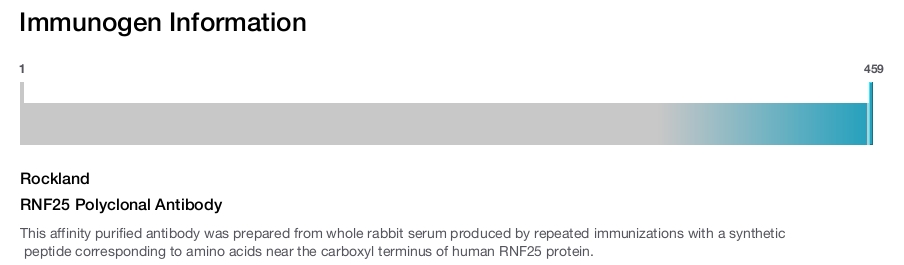 RNF25 Polyclonal Antibody