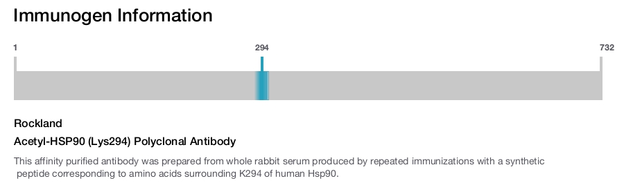 Acetyl-HSP90 (Lys294) Polyclonal Antibody