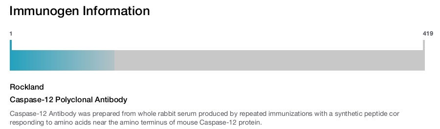 Caspase-12 Polyclonal Antibody