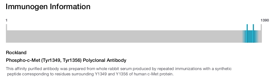 Phospho-c-Met (Tyr1349, Tyr1356) Polyclonal Antibody