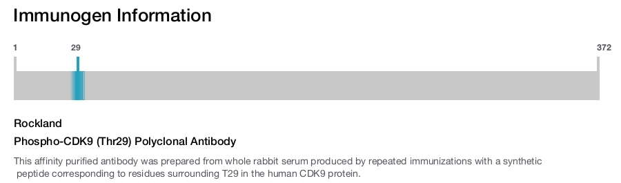 Phospho-CDK9 (Thr29) Polyclonal Antibody
