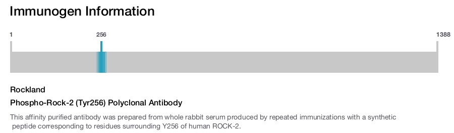 Phospho-Rock-2 (Tyr256) Polyclonal Antibody