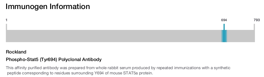 Phospho-Stat5 (Tyr694) Polyclonal Antibody