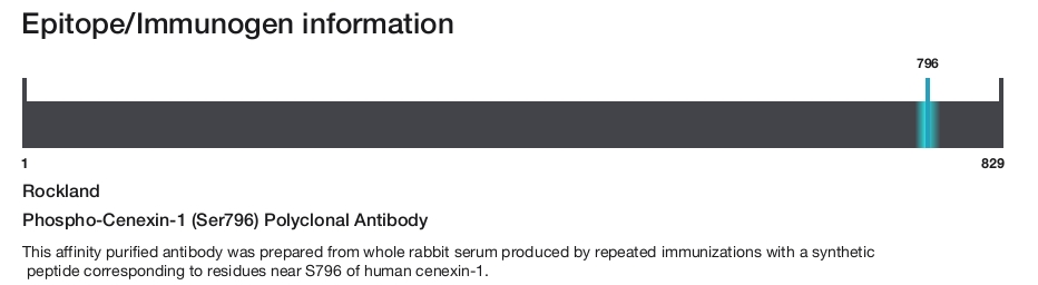 Phospho-Cenexin-1 (Ser796) Polyclonal Antibody