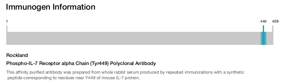 Phospho-IL-7 Receptor alpha Chain (Tyr449) Polyclonal Antibody