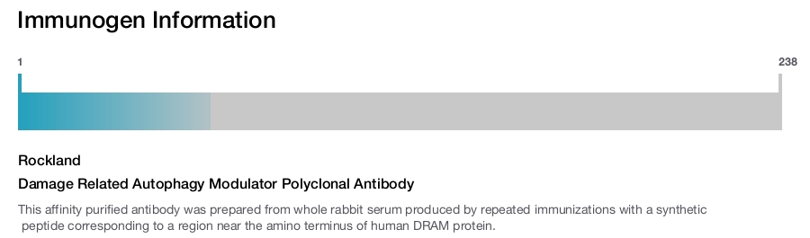 Damage Related Autophagy Modulator Polyclonal Antibody