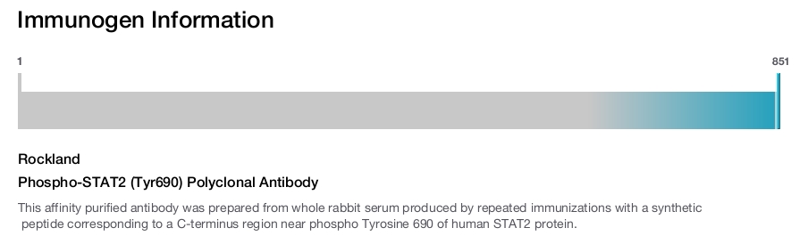 Phospho-STAT2 (Tyr690) Polyclonal Antibody