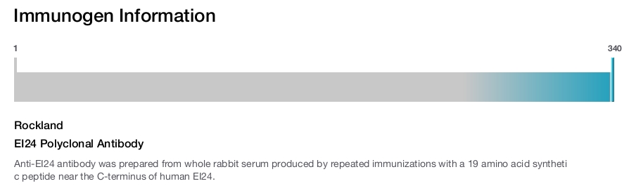EI24 Polyclonal Antibody