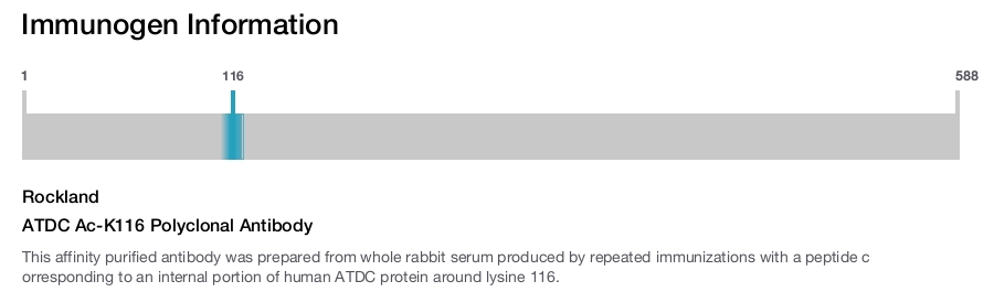 ATDC Ac-K116 Polyclonal Antibody