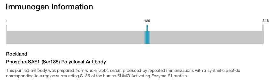 Phospho-SAE1 (Ser185) Polyclonal Antibody