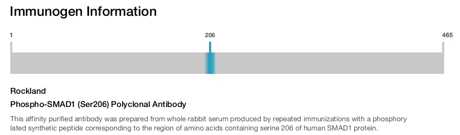 Phospho-SMAD1 (Ser206) Polyclonal Antibody
