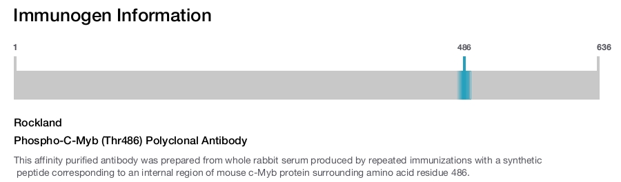 Phospho-C-Myb (Thr486) Polyclonal Antibody