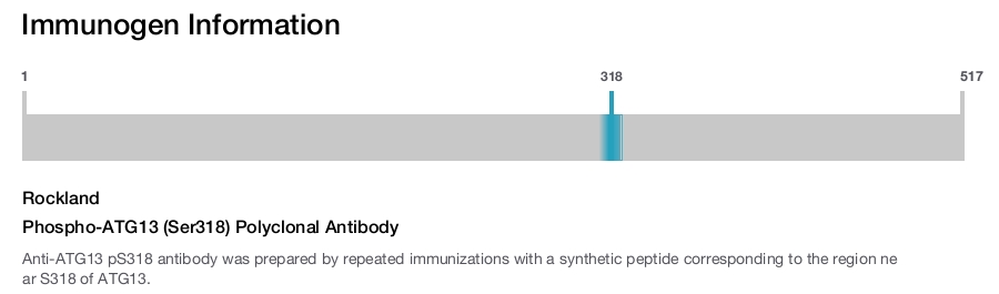 Phospho-ATG13 (Ser318) Polyclonal Antibody