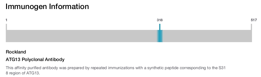 ATG13 Polyclonal Antibody