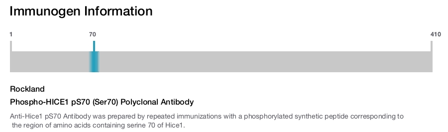 Phospho-HICE1 pS70 (Ser70) Polyclonal Antibody