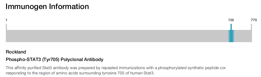 Phospho-STAT3 (Tyr705) Polyclonal Antibody