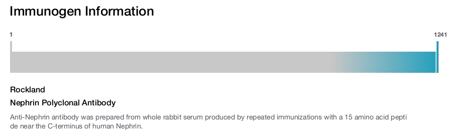 Nephrin Polyclonal Antibody