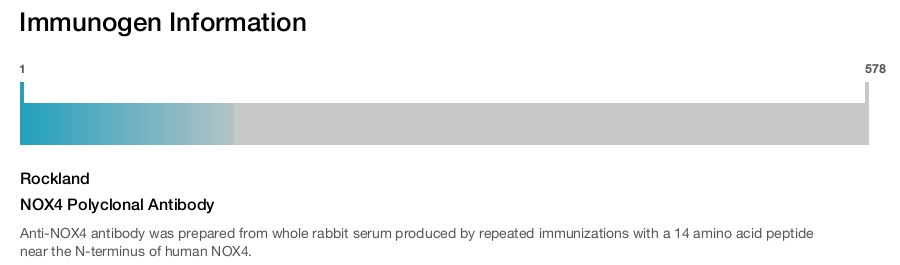 NOX4 Polyclonal Antibody