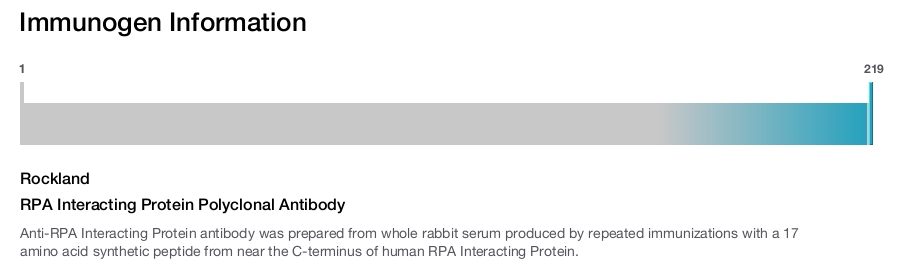 RPA Interacting Protein Polyclonal Antibody