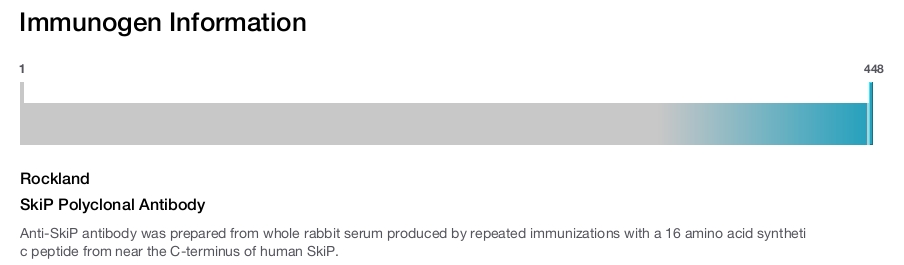 SkiP Polyclonal Antibody