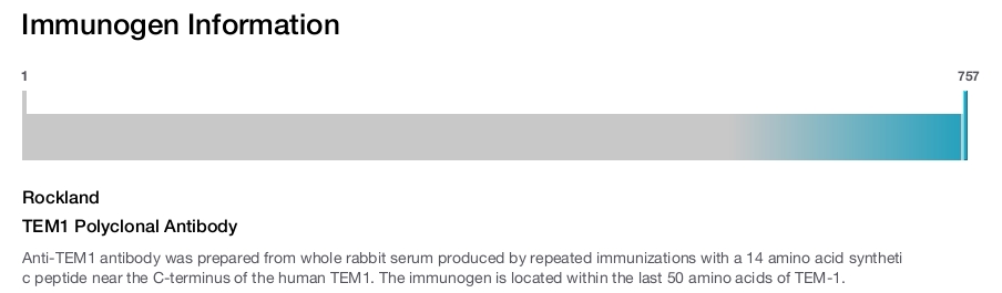 TEM1 Polyclonal Antibody