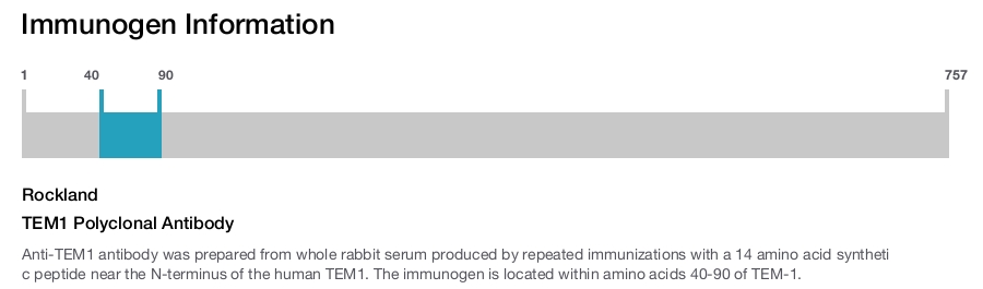 TEM1 Polyclonal Antibody