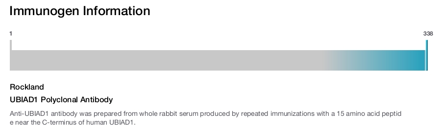 UBIAD1 Polyclonal Antibody