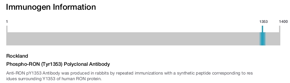 Phospho-RON (Tyr1353) Polyclonal Antibody