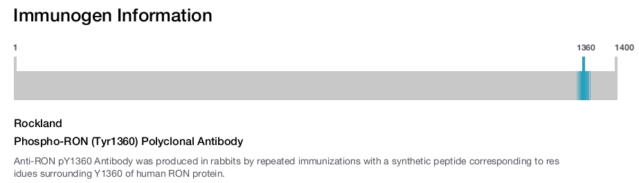Phospho-RON (Tyr1360) Polyclonal Antibody
