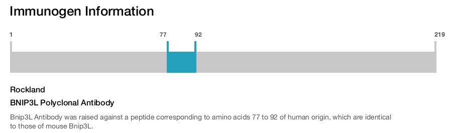 BNIP3L Polyclonal Antibody